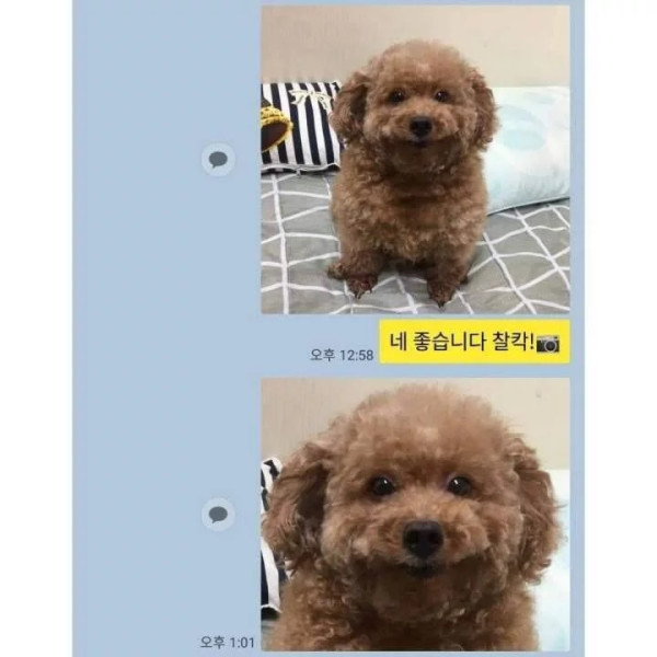 댕댕이 증명사진 찍기
