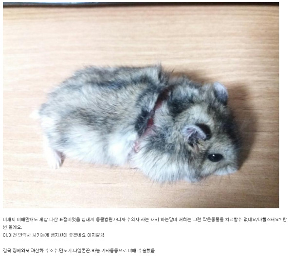다친 햄스터 직접 수술한 디씨인(약혐)