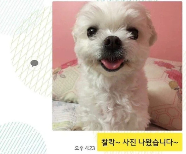 댕댕이 증명사진 찍기