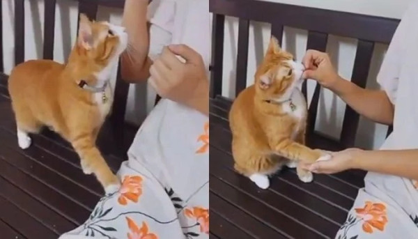 따라쟁이 보고 카피캣(Copy Cat) 이라고 하는 이유.gif