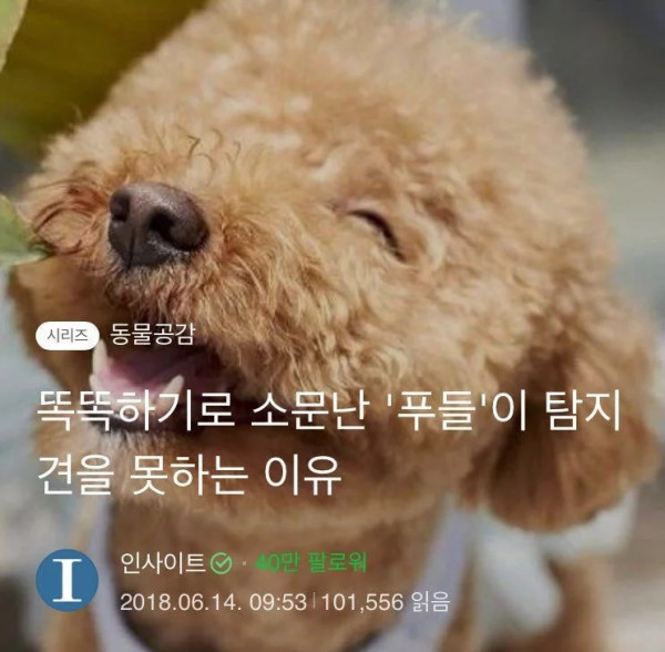 푸들이 탐지견을 못하는 이유