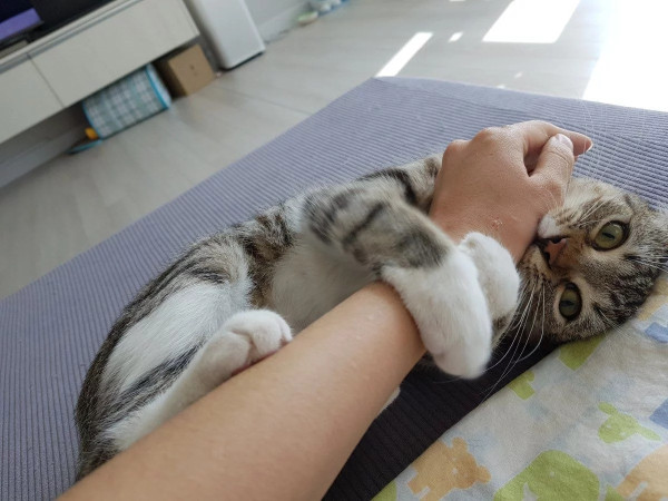 고양이 안키울때랑 키울때 차이