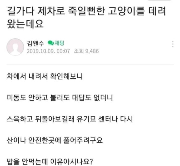 길가다 제차로 죽일뻔한 고양이를 데려왔는데요