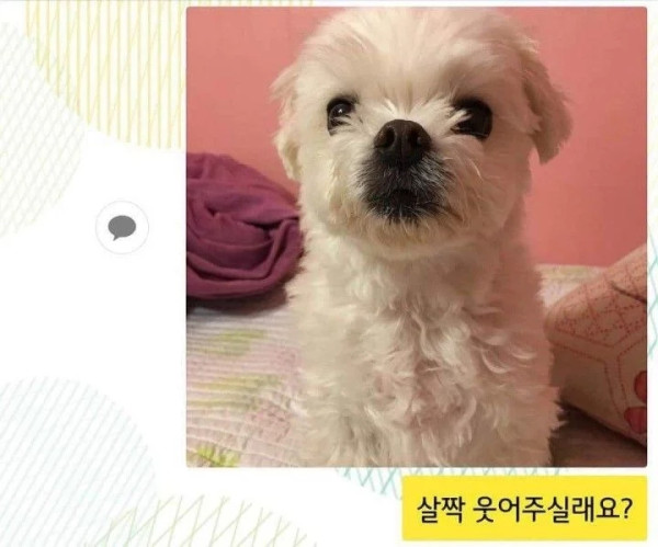 댕댕이 증명사진 찍기