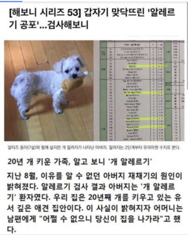 남편이 강아지 알레르기가 있어서 분양 보냅니다
