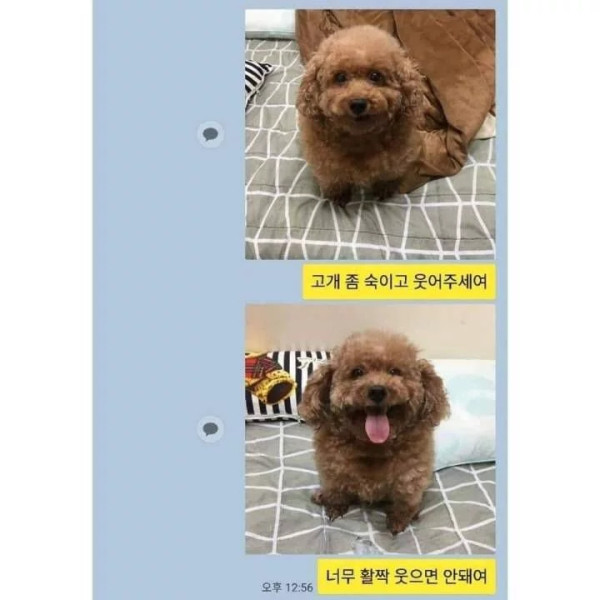 댕댕이 증명사진 찍기