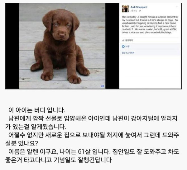 남편이 강아지 알레르기가 있어서 분양 보냅니다