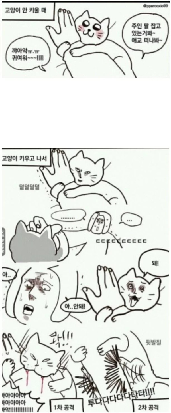 고양이 안키울때랑 키울때 차이