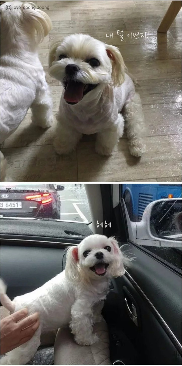 댕댕이들 다리 털만 남겨놓은 이유