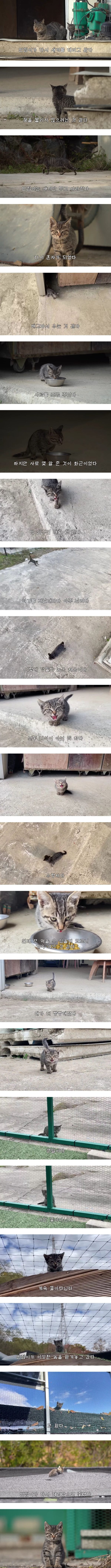 한성깔 하는 새끼냥 때문에 당황한 유튜버